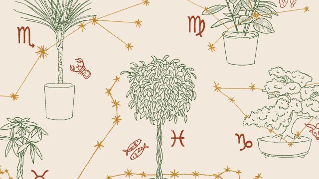 Discover the Best Feng Shui Plants for Your Zodiac Sign(图1) Discover the Best Feng Shui Plants for Your Zodiac Sign
