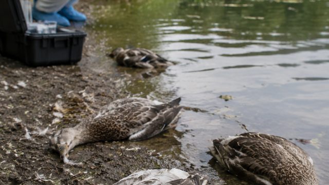Investigation Launched After Unexplained Deaths of Ducks in National Pool | 20 super hot rtp, situs mpo slot terbaru 2019, lagu rasah bali chord(图1) Investigation Launched After Unexplained Deaths of Ducks in National Pool