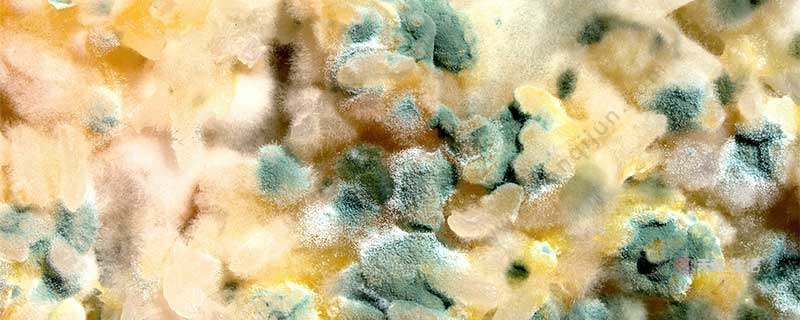 What is the difference between bacterial colonies and fungal colonies? How to distinguish bacterial colonies and fungal colonies?(图1) What is the difference between bacterial colonies and fungal colonies