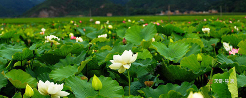 What season does the Puzhe black lotus bloom? What season does the Puzhe black lotus bloom?(图1) What season does the lotus bloom in Puzhehei