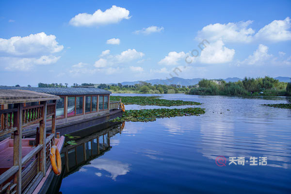 What season does the Puzhe black lotus bloom? What season does the Puzhe black lotus bloom?(图2) What season do Puzhehei lotuses bloom