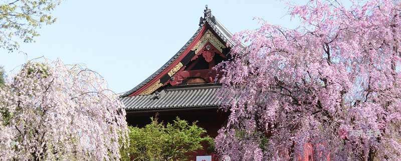 Does Tokyo Ueno Park require tickets?