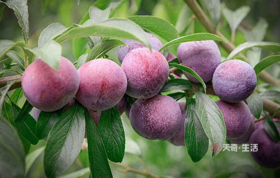 What special fruits are there in Jiaxing? Specialties of Jiaxing, Zhejiang(图3) What are the special fruits in Jiaxing