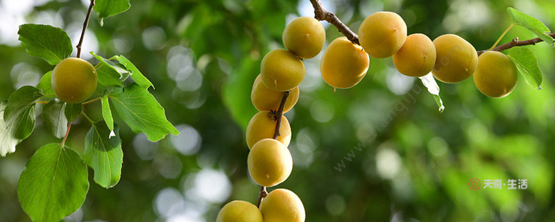 What are the special fruits of Aksu, Xinjiang? What are the special fruits of Aksu, Xinjiang?(图1) What are the special fruits in Aksu, Xinjiang